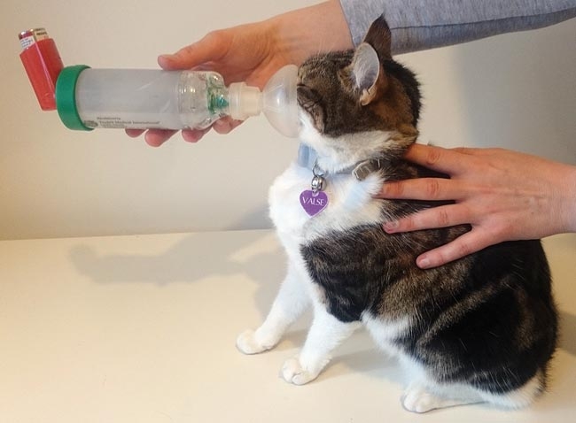 Lower airway disease in cats
