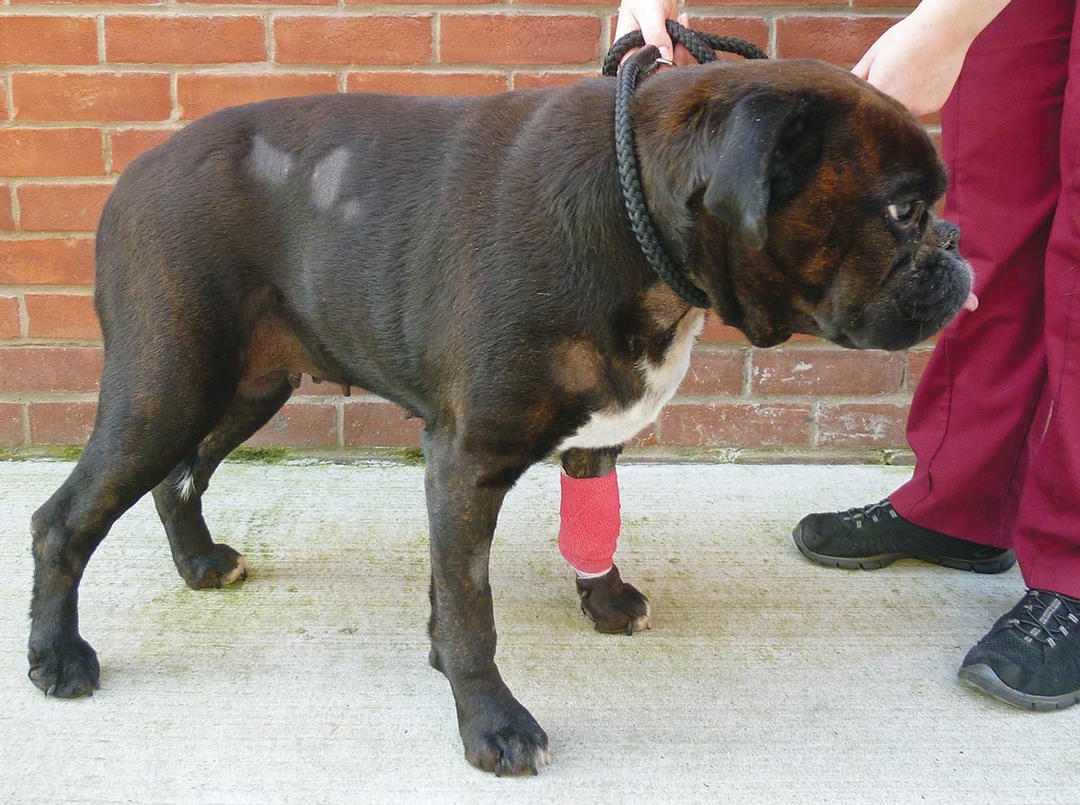 Diagnosis and treatment of canine hypothyroidism