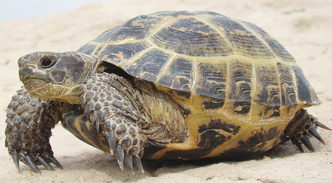 Solving common hibernation complications in tortoises