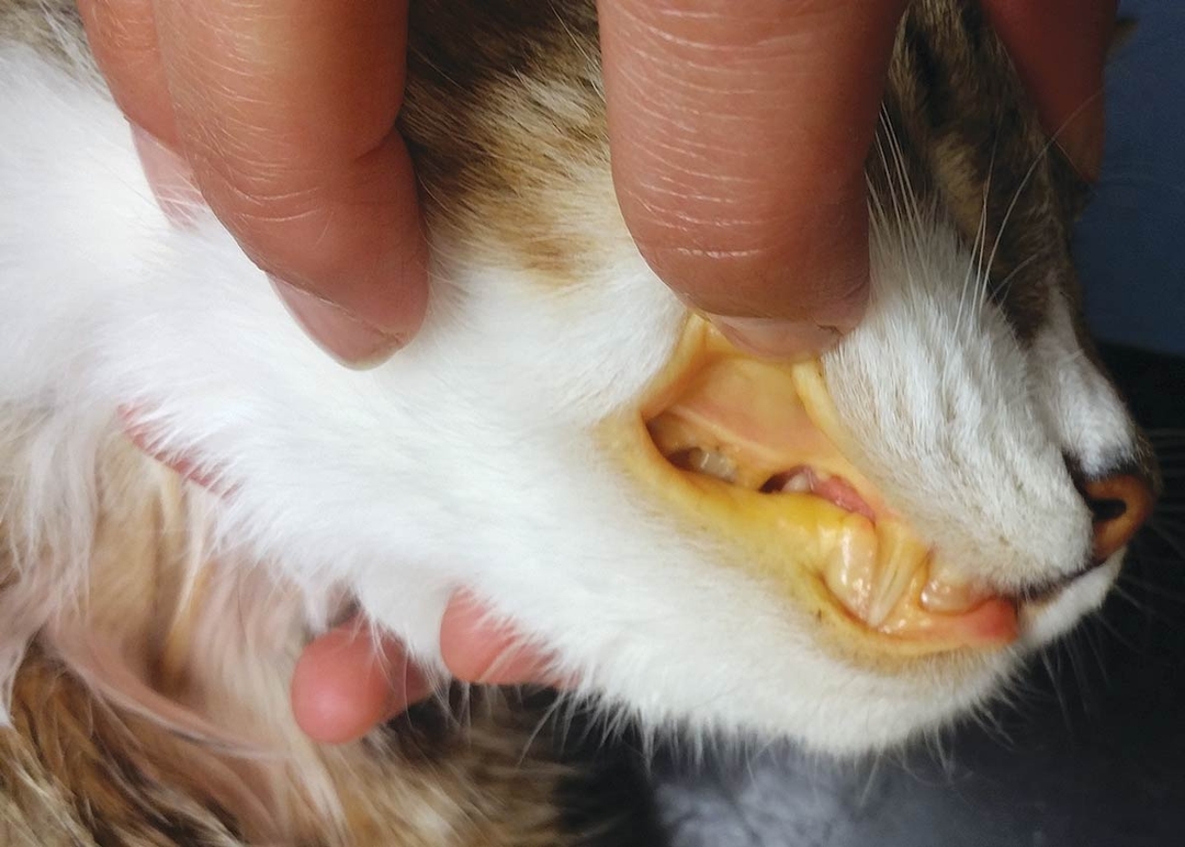 Companion animal liver disease – diagnosis and management