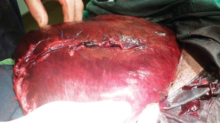 Euthanasia of a huntaway dog after gastric dilatation-volvulus