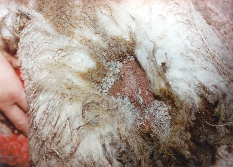 Blowfly strike – approaches to seasonal management in sheep