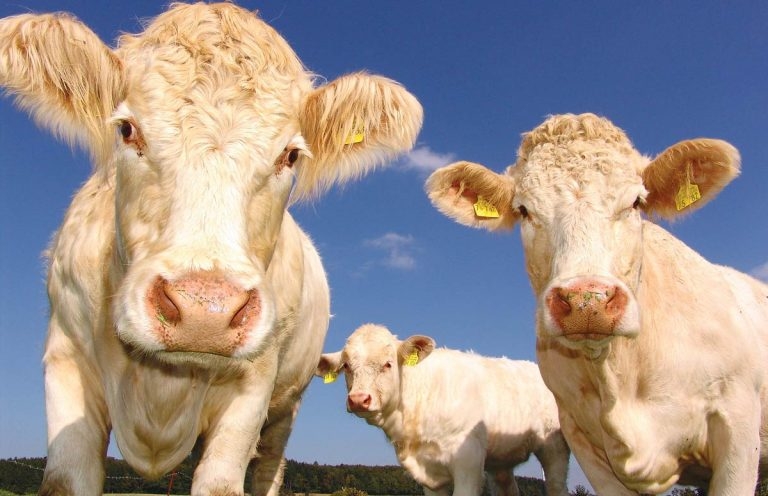 Parasite control in beef and dairy cattle