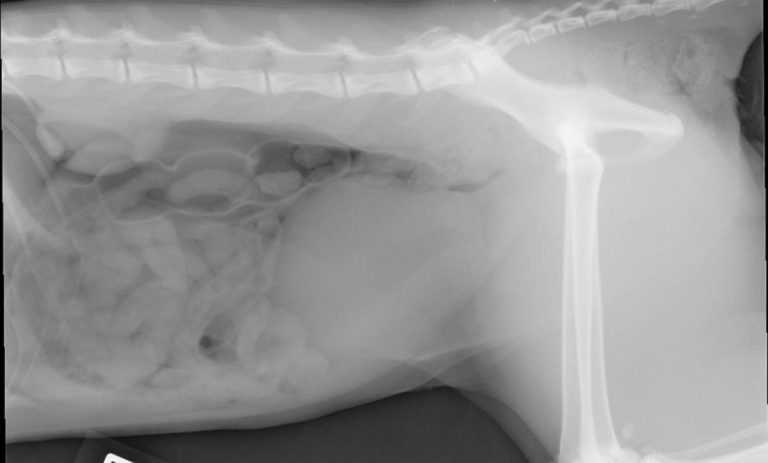 Radiographic diagnoses of pneumoperitoneum in cats