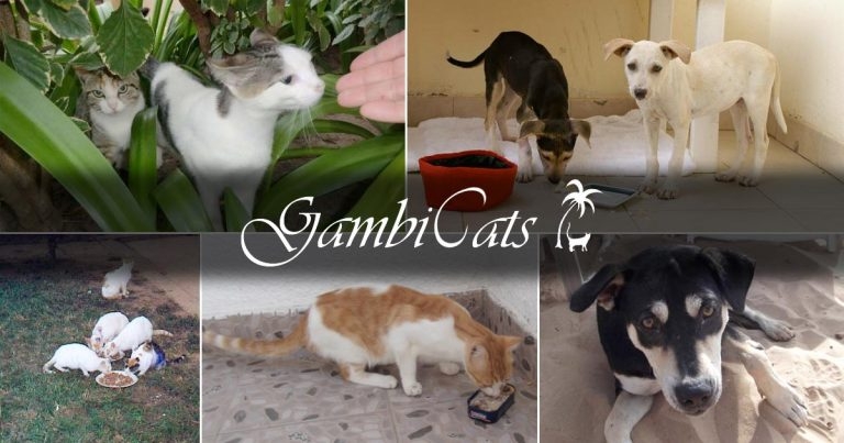 Gambian neutering charity in need of volunteers