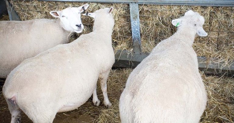 Pre-lambing preparation in sheep: a nutrition overview