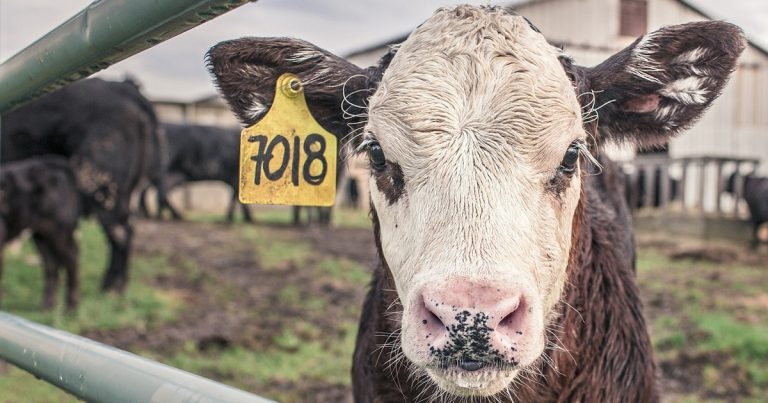 Vets welcome amendments to bTB testing