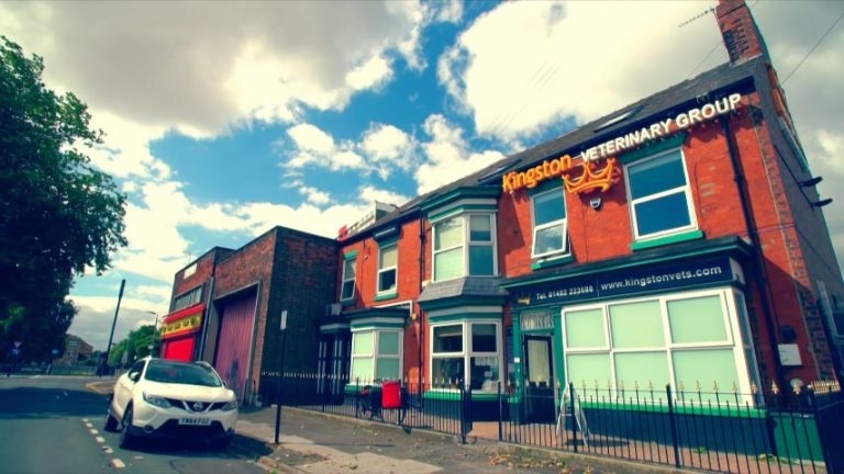 Practice profile: Kingston Veterinary Group