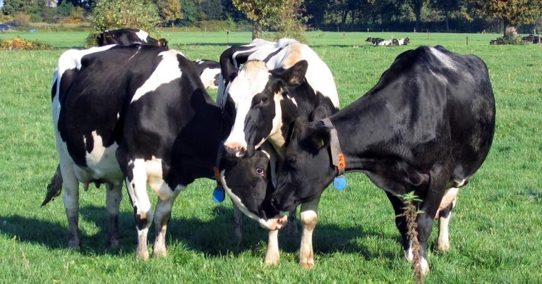 When Holsteins became too tall