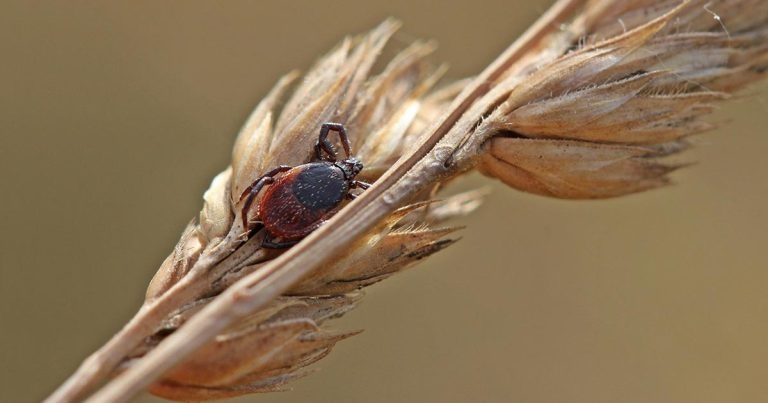 Lyme disease in dogs: clinical signs, diagnosis and treatment