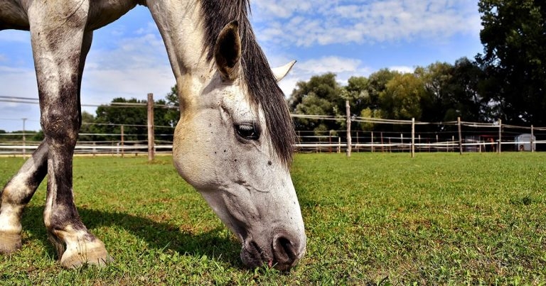 Equine small strongyle infections