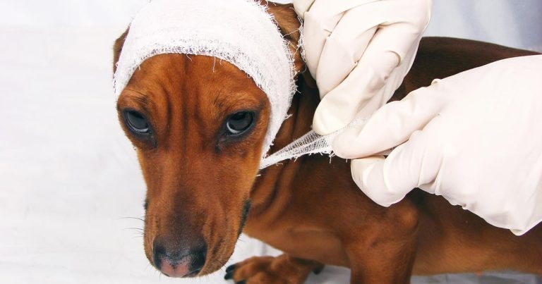 Head trauma, part 1: prognosis and management