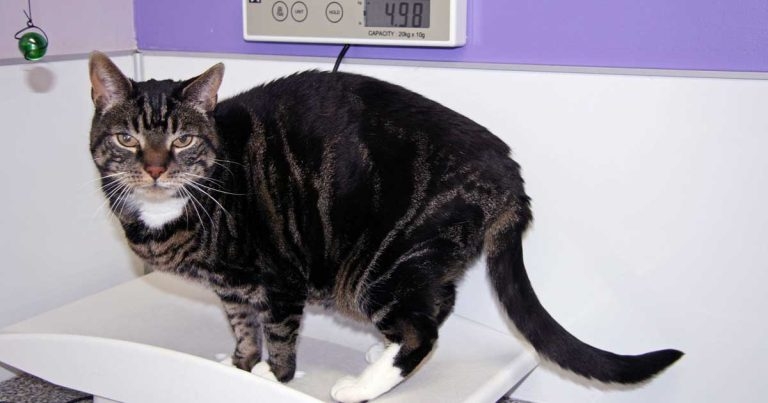 Feline chronic kidney disease: early diagnosis and treatment
