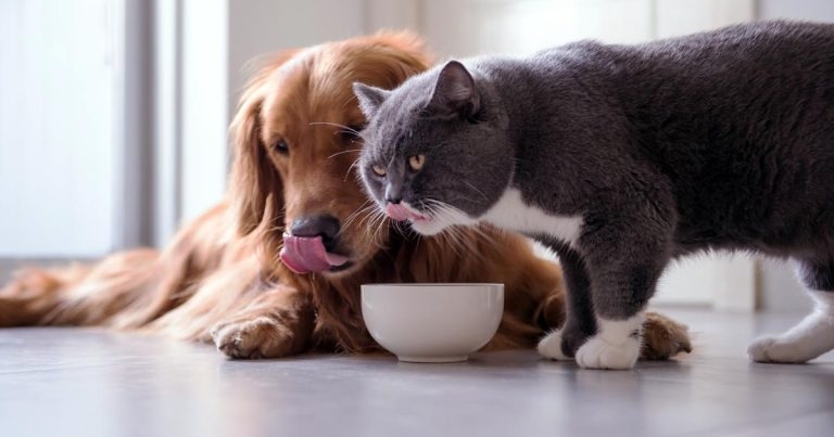 Nutritional management of cystitis in cats and dogs