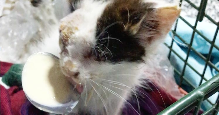 Veterinary volunteers return from Morocco