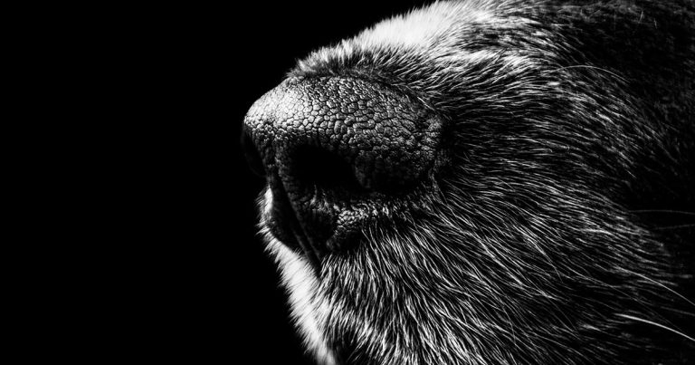 Coughing dogs: myths and legends