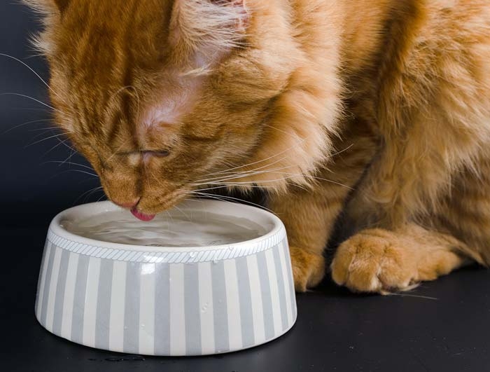 Cystitis in cats and dogs – management and treatment