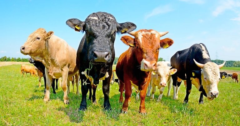 Project FEET: whole-team approach to lame dairy cows
