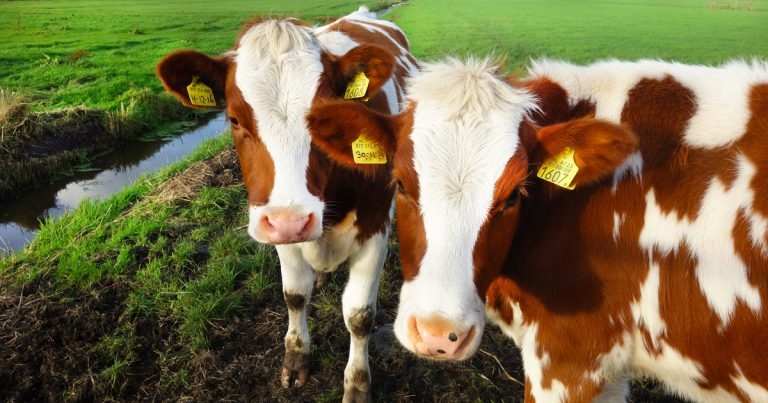 Interesting farm animal cases from the laboratory: November 2019