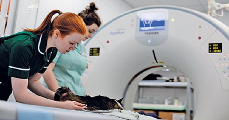 Practice Profile: Forest Veterinary Centre