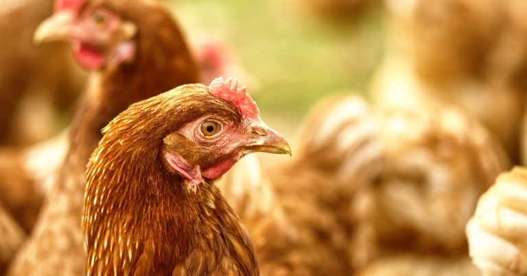 Officials urge caution despite lifting GB avian flu prevention zone