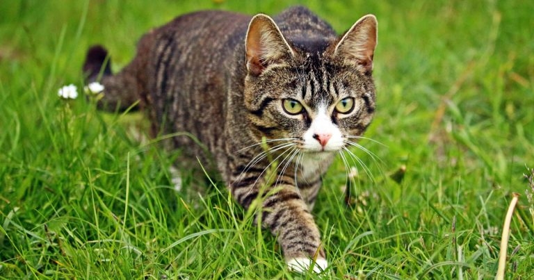 Feline vets seek help with OA study