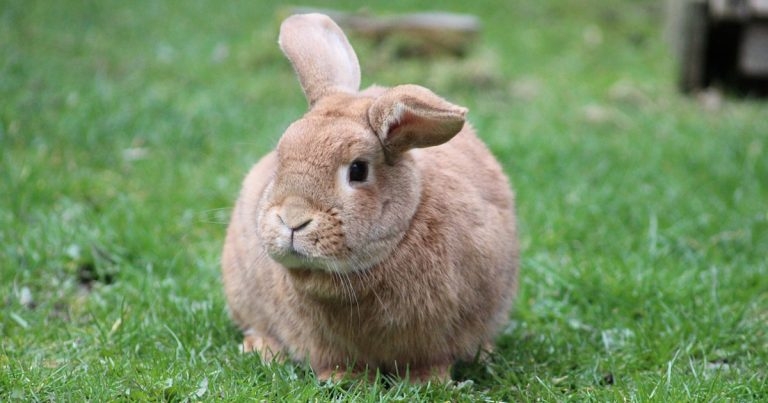 Report highlights sustained improvements in rabbit welfare