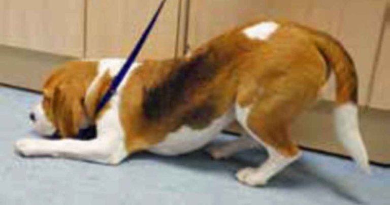 Chronic pain: latest treatment and management in small animals
