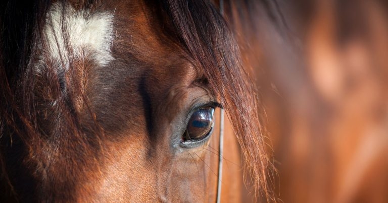 Equid pain control breakthroughs
