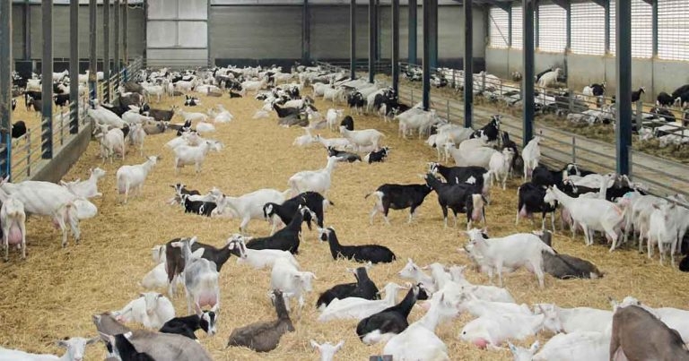 Goat milk production and health matters in New Zealand and UK