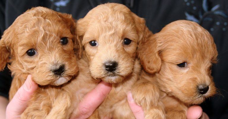 BVA warns canine fertility boom risks breeding ‘animal welfare disaster’