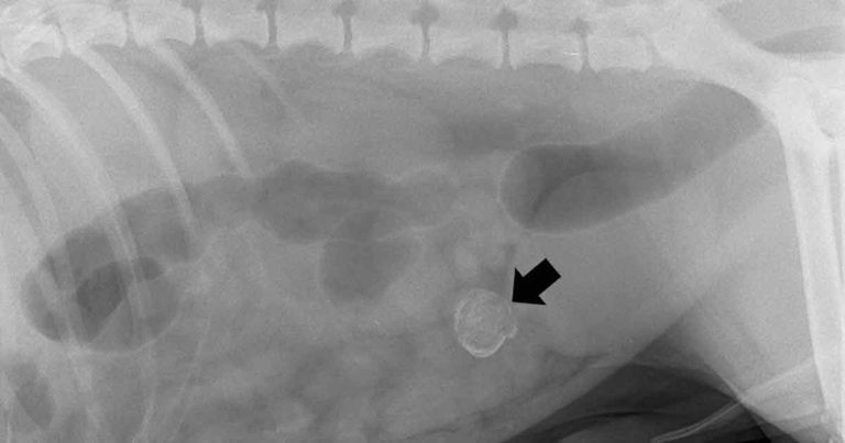 Persistent vitelline duct cyst in dog