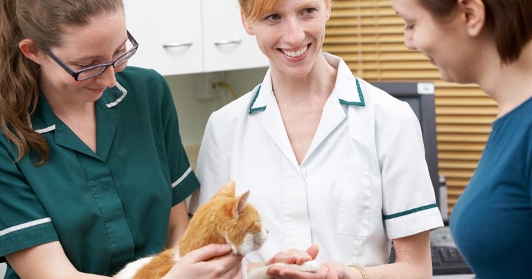 Kidney disease in pets – spotting signs and overseeing care