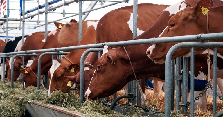 Promising times ahead on bTB eradication – BCVA