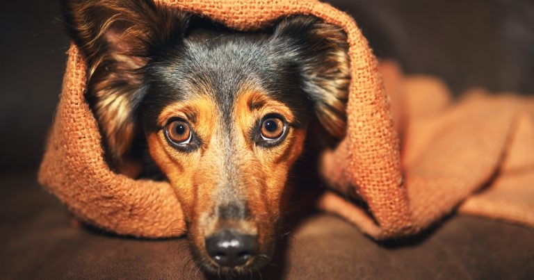 Training methods may be fuelling pandemic puppy behaviour problem