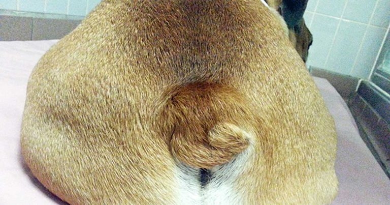 Screw tail and tail fold pyoderma – medical and surgical updates