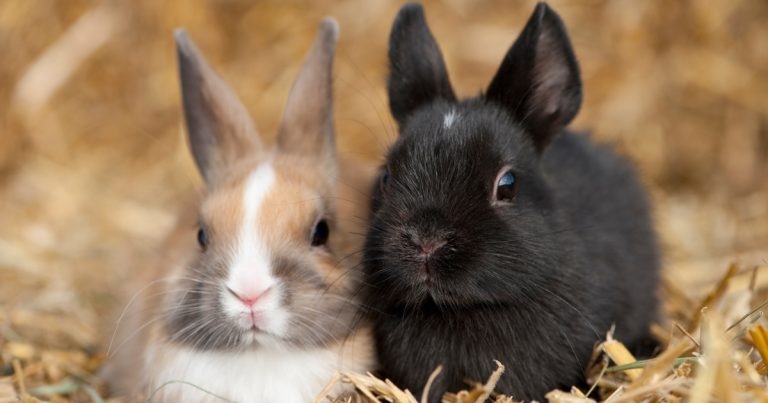 Burgess wants to build a Bunny Base