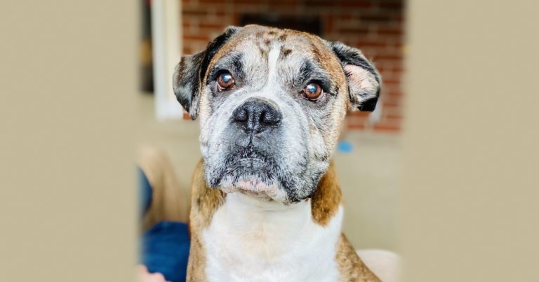 Vets earn stripes with novel procedure on dog, Sergeant