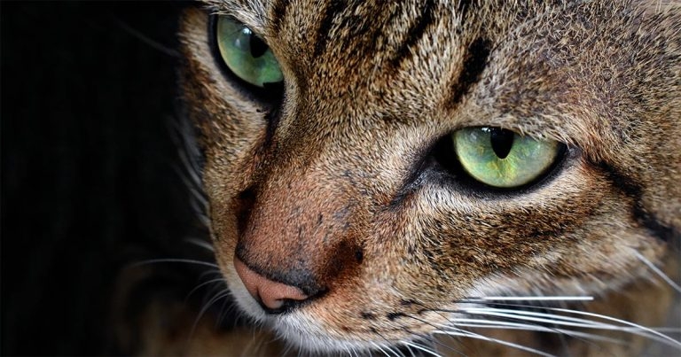 iCatCare to organise International Cat Day programme