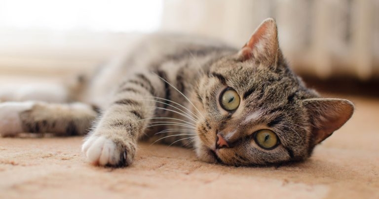 Cotswolds cat congress announced