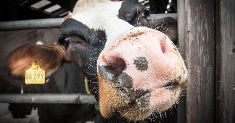 RSPCA sets ‘red lines’ on welfare meeting
