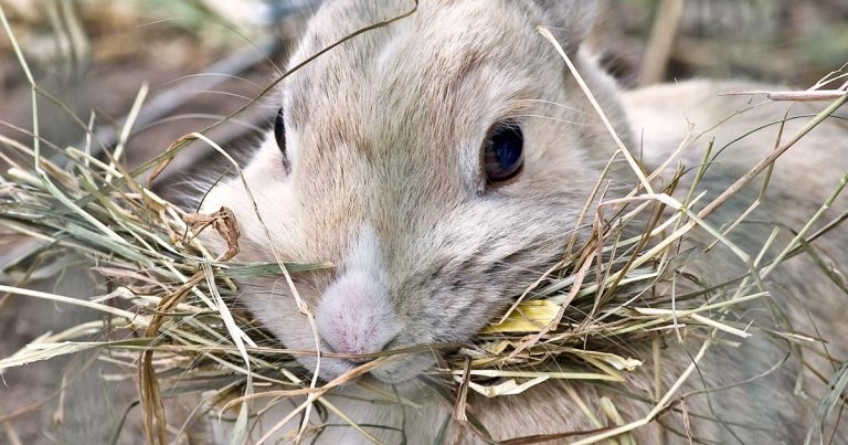 Free rabbit CPD for vets