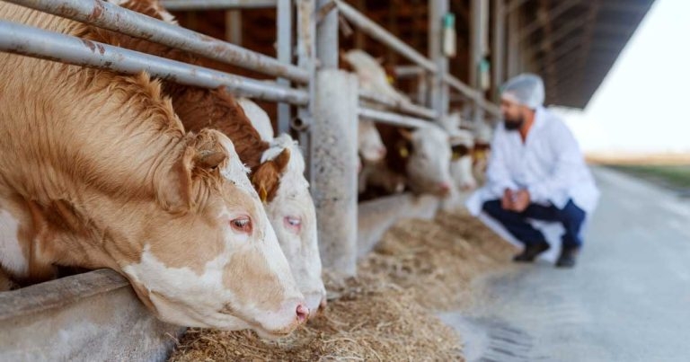 New RCVS committee to take vet-led team concept forward