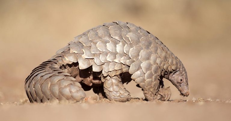 Pangolins identified as intermediate hosts of COVID-19