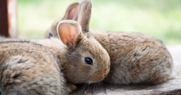 Survey shows rabbits never had it so good in lockdown