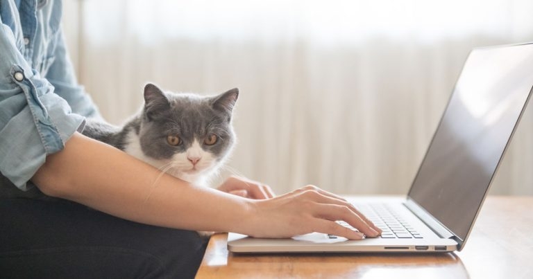 ISFM CPD webinar channel free for vet professionals