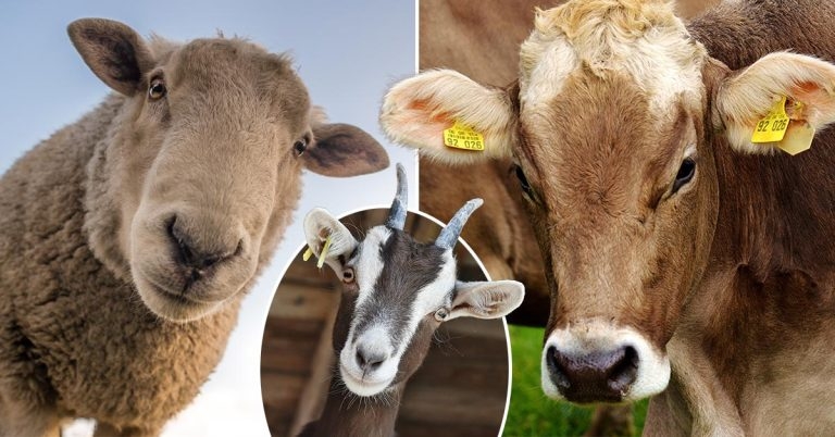 Vet profession rallies in ban on cheap food imports fight