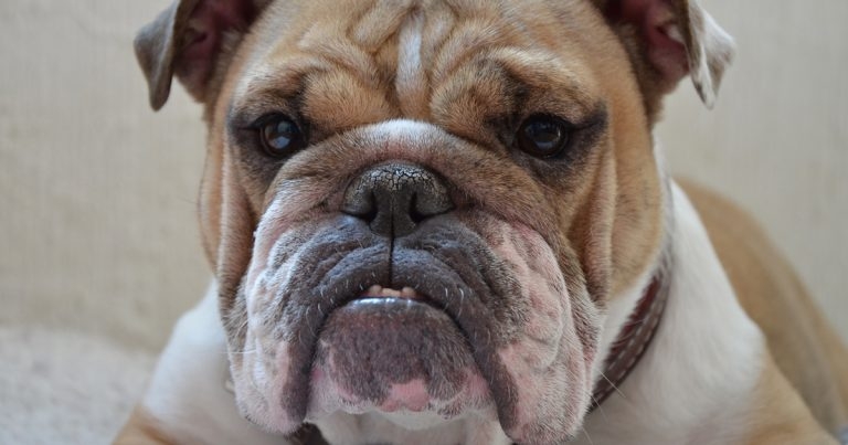Kennel Club not to follow Dutch brachy ban