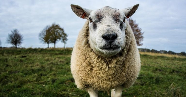 SRUC to lead global small ruminant project
