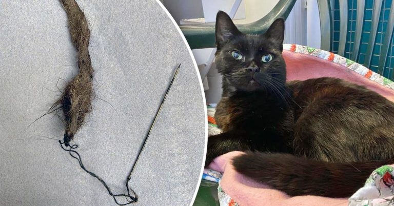 Sew lucky: stray cat helped by Mayhew vets